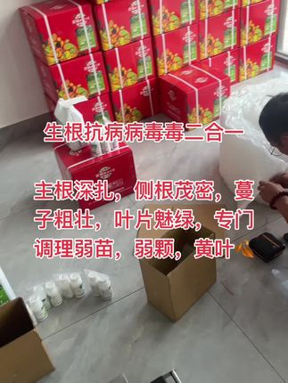 小红箱:老顾客们又回来回购了,让主根深扎,侧根茂密,棵子粗壮,抗病病毒毒