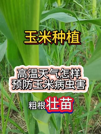 高温天气怎样预防玉米病虫害#玉米 #玉米种植 #玉米金大棒