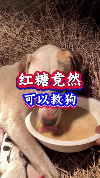 红糖竟然可以救狗#狗狗 #养狗 #养狗人 #养狗经验分享 #新手养狗