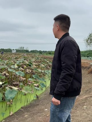 湖北老家的煲汤粉藕成熟了