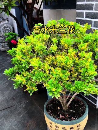 #米兰 #爱生活爱养花 #好看的花一定要分享給你 #养花小知识 #香水米兰