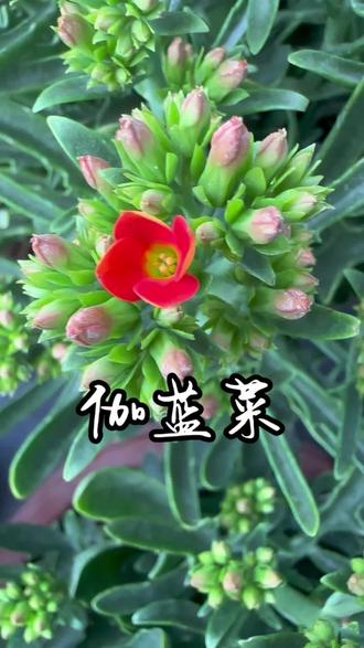 伽蓝菜别名有鸡爪三七、长寿靴、假川莲等。