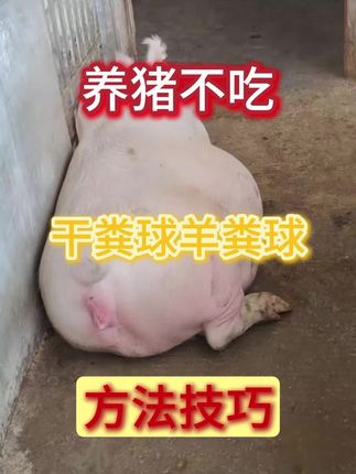 #养猪 #母猪 #养猪人加油干