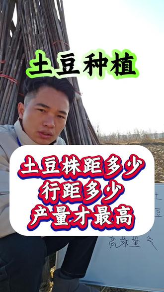 种土豆株距多少?行距多少?产量才最高。#土豆种植 #土豆高产种植 #种土豆 #洋芋 #马铃薯
