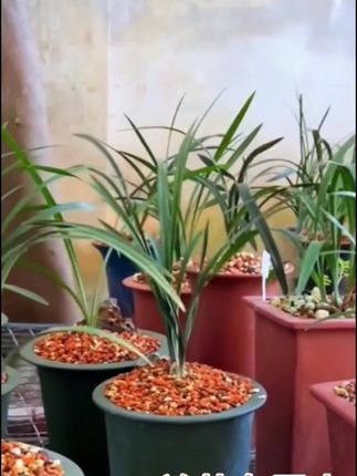 兰花专用土养兰花植料营养土君子兰蝴蝶兰优质颗粒松树皮疏松透气#兰花土 #兰花专用土 #兰花植料 #兰花营养土 #营养土推荐