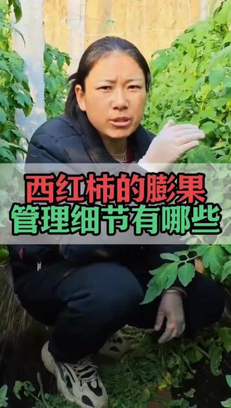 西红柿的膨果管理细节有哪些#三农 #农业 #农业管理 #西红柿