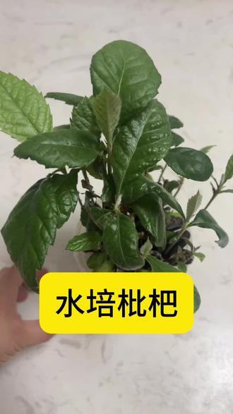 苏州盛产枇杷,随手丢一颗籽都能发芽。你也来试试水培枇杷吧! #水培植物 #枇杷熟了 #水培枇杷 #种草 #上热门