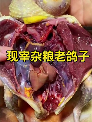 老鸽子八两九两一斤的,全部都是现宰的,今天都有,都是收拾干净后的重量,#乳鸽 #老鸽子 #鸽子蛋 #鸽子汤 #鸽子汤补气血