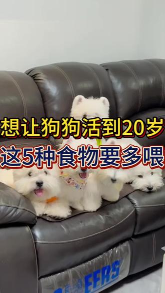 想让狗狗活到20岁,这些食物要多吃!#知识科普 #宠物 #宠物知识 #科学养宠攻略 #狗狗