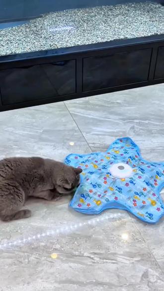 猫咪五角星玩具多功能逗猫棒捕猎游戏罩自嗨解闷互动玩具#猫咪五角星#多功能逗猫棒#捕猎游戏罩#好物推荐🔥