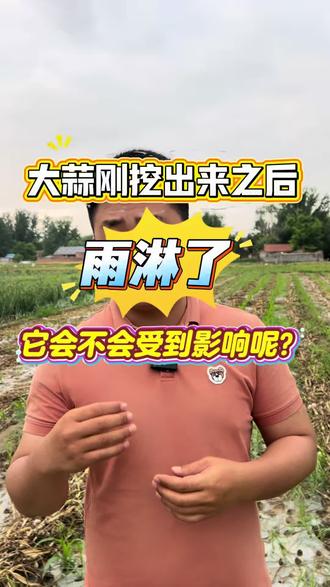大蒜刚挖出来雨刘紧了有影响吗#大蒜抢收#大蒜种植