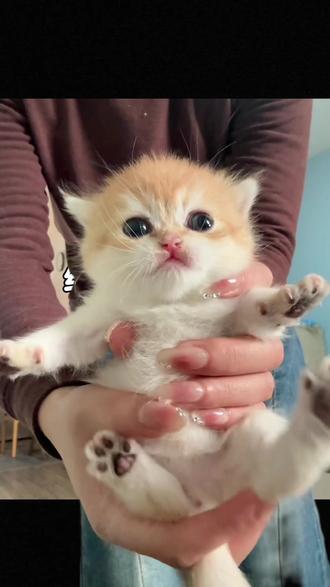 给你们摸摸我的小猫咪 #喵星人