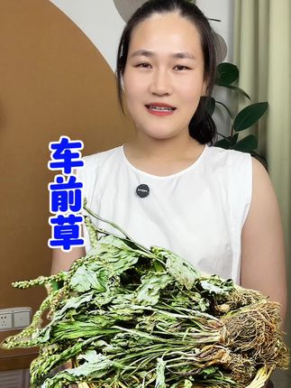 #车前草 #车前草茶 #植物 #农产品