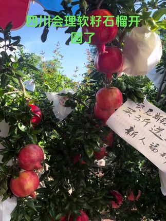 吃石榴就应该吃四川会理突尼斯软籽石榴,颗颗晶莹剔透又爆汁#优质农产品 #新鲜采摘 #应季水果 #新鲜应季水果 #优质水果
