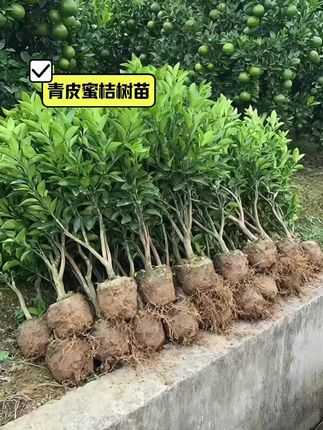 #果树种植 #青皮蜜桔树苗 #青皮蜜桔 #果树苗