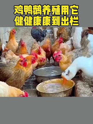 #养鸡人 #养鸡小妙招 #养鸡 #散养土鸡