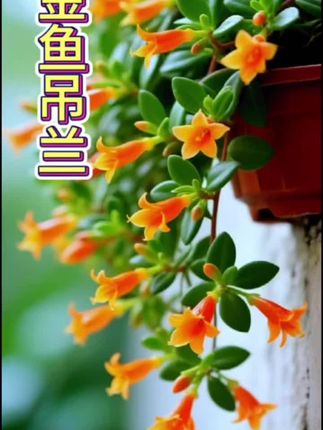 金鱼吊兰#室内绿植 #爱生活爱养花 #花卉养护 观赏价值高:叶子造型别致,像绿色小金鱼,花朵小巧玲珑,形似金鱼,花色鲜艳,花期时满株花朵绽放,如小金鱼在枝头嬉戏,可摆放在客厅、卧室等,为室内增添亮丽色彩,营造温馨宜人氛围。 •净化空气能力强:能吸收空气中的甲醛、氟化氢等有害气体,同时释放氧气,还可使室内空气湿度保持在良好状态,有效改善室内空气质量。 •具有药用价值:叶子入药后能清热解毒、活血散瘀、消肿止痛,对目赤肿痛、牙龈肿痛、口舌生疮等上火症状有一定治疗作用,也可用于辅助治疗跌打损伤或关节扭伤。 •养护难度低:对光照需求不高,只需散射光就能生长良好,对水分需求也不高,保持土壤湿润即可,适合各种人群养护。