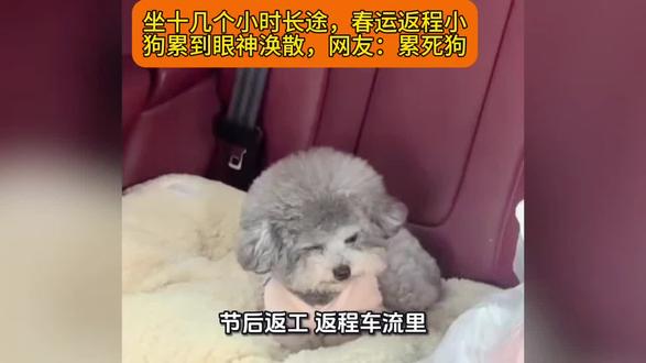 坐十几个小时长途,春运返程小狗累到眼神涣散,网友:累死狗