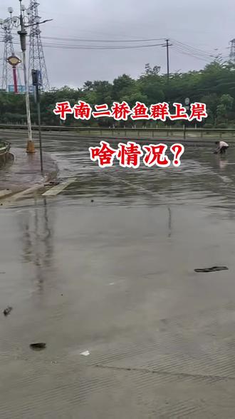 平南二桥,鱼儿结群爬上岸,这是啥情况