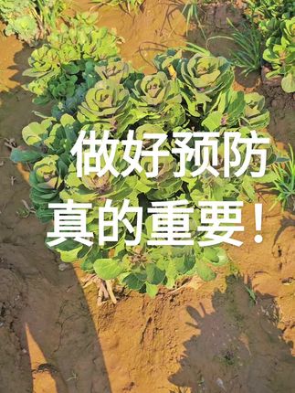 #羽衣甘蓝 #养花人 #羽衣甘蓝老桩 #花卉盆栽 #家庭养花达人