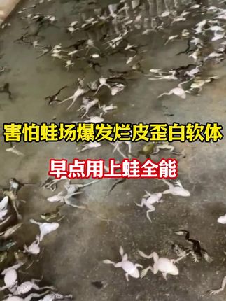 害怕蛙场爆发腐皮歪白等,早点用上蛙全能。#牛蛙养殖 #牛蛙养殖技术