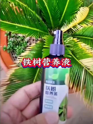 #铁树营养液 #铁树专用营养液 #铁树专用肥 #铁树专用型营养液 #强烈推荐