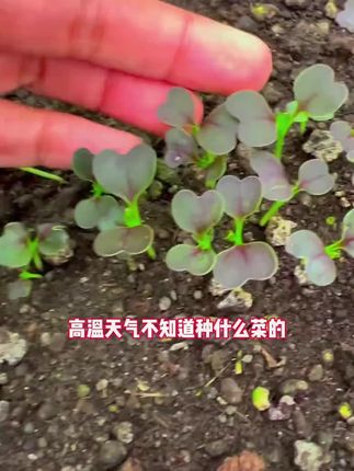#绿植盆栽 #种菜 #园艺生活
