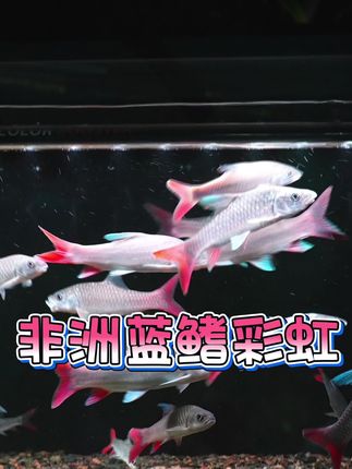 颜值这块还是得非洲蓝鳍彩虹 #蓝鳍彩虹 #彩虹吉罗鱼 #吉罗鱼