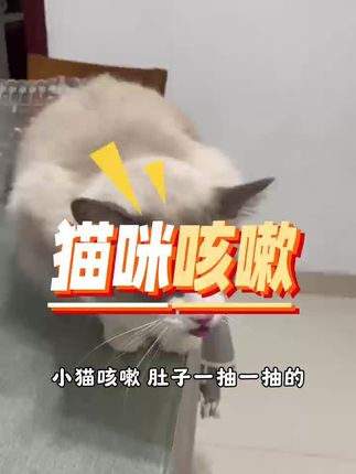 猫咪咳嗽大问题 #猫咪咳嗽 #猫咪感冒 #猫咪肺炎 #猫咪呼吸道感染 #猫咪流鼻涕