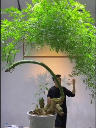 #小叶簕竹#小叶簕竹盆栽#小叶簕竹生桩@抖音小助手 @巨量千川 @DOU+小助手