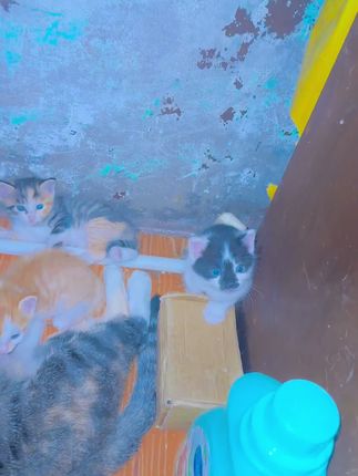 #我家可爱的小猫咪 #小奶猫 #小奶猫的成长日记