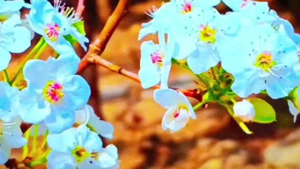 我和姐姐有个约定,春暖花开,桃红梨花白,相迎在花下赏花。