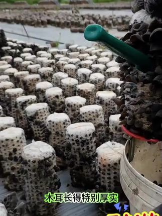4. 买木耳总踩坑?要么有根要么肉薄?东北秋木耳新货闭眼入!无根无沙,肉厚鲜脆,每一口都是山野香,做饭超省心!#优质农产品 #东北秋木耳 #肉厚无根 #营养味美 #d0u十抖音小助手