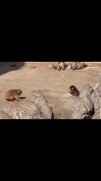 市川动物园回应爆红小猴被欺负视频!
最近一只来自日本市川动物园的6个月大的小猕猴Punch造成巨大轰动,引发全网强烈关注。
出生不久后,他的生母就拒绝抚养他并抛弃了他,这让他不得不接受残酷的现实。
看到这种情况,市川动物园的饲养员们立即扮演起了“临时父母”的角色。然而,仅仅依靠人类的帮助并不足以安抚这只幼年灵长类动物的情绪。
动物园工作人员随后送给Punch一个猩猩毛绒玩具,Punch开始像对待“代理母亲”或“养母”一样对待它,在围栏内生活时一直把它带在身边。
他看起来好孤单,而且经常被欺负,这也迅速发酵各大社交平台,造成巨大轰动,网友们时时刻刻都在关注这只猕猴的生存状态。
尤其,今天又曝出一段视频显示Punch被其他猴子拖拽在地欺负后,自己吓得又去找毛绒玩具(视频前30秒)。这个视频瞬间惹怒了数亿网友,大家奋力声讨,要求动物园立刻保护好Punch,也替他感到可怜和难过。
对此,市川动物园迅速发布声明回应,他们表示:
“我们已确认多段视频在网上疯传。视频中,Punch试图与猴群中另一只幼猴交流,但幼猴躲开了它。Punch随后坐了下来,似乎放弃了与幼猴交流,之后被一只成年猴子训斥并拖拽。
拖拽Punch的成年猴子很可能是Punch试图交流的那只幼猴的母亲。她可能觉得自己的幼崽被Punch惹恼了,因此生气,并发出‘别这样’的警告。
Punch过去曾多次被其他猴子训斥,并学会了如何与它们相处。
视频中,Punch被拖拽后跑向它的毛绒猩猩玩具。然而,和往常一样,他过了一会儿就离开了毛绒玩具,开始和其他猴子交流。
这段视频很可能是在2月19日上午拍摄的。在中午12点和下午3点的喂食时间,Punch的表现和往常一样。
为了让Punch更好地融入日本其他猴群,我们预料到可能会出现类似的情况。虽然Punch曾多次被其他猴子责骂,但没有一只猴子对他表现出严重的攻击性。
Punch在被责骂时展现出了韧性和强大的心理素质。当您看到其他猴群成员对Punch的这种管教行为,而他却试图与其他猴群成员交流时,我们希望您能支持Punch的努力,而不是为他感到难过。”