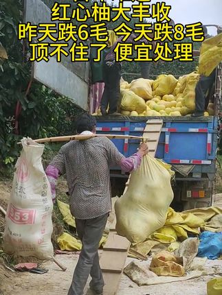 红心蜜柚大丰收了 #红心蜜柚成熟了 #红心蜜柚大量上市 #现摘现发新鲜到家 #新鲜应季水果#优质农产品