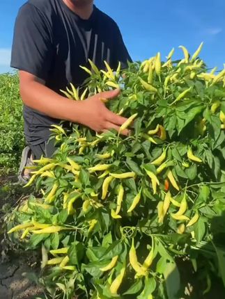 新鲜白米椒,巨特辣野山椒小米辣,做剁椒泡椒怎么吃都好吃#下饭菜 #新鲜白米椒 #无辣不欢 #嘎嘎好吃