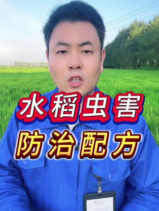 水稻虫害防治配方,#水稻虫害防治#病虫害防治 #防治卷叶螟稻飞虱钻心虫