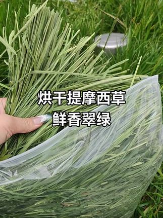 #兔子 #提摩西草 #新农人计划 #原产地 #好东西一起分享