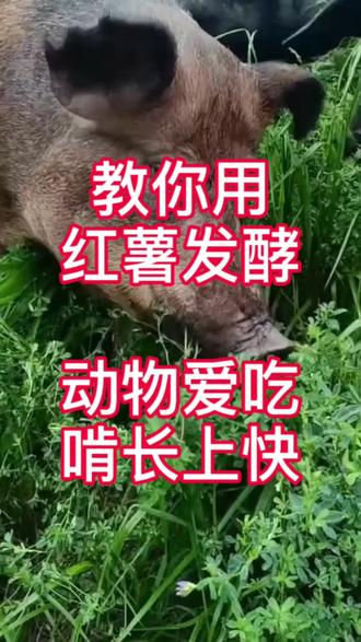 教你用红薯发酵猪啃吃长肉快#养猪#养殖#农村创业养殖 #养猪人 #三农