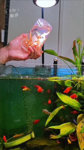 金苔鼠是鱼缸里实用的除藻工具鱼,能够啃食青苔、绿藻以及残饵碎屑,饲养难度低,适合和大多数观赏鱼混养✨
#金苔鼠 #鱼缸清洁 #养鱼日记 #工具鱼 #鱼缸除藻