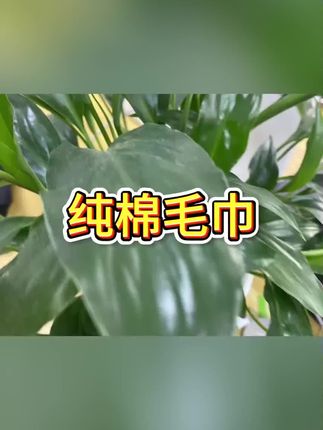 #毛巾 #毛巾推荐 #纯棉毛巾