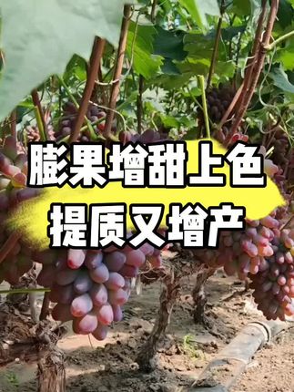 膨果增甜上色提质又增产#葡萄#种植#农业#膨果增甜 #膨果@DOU+小助手