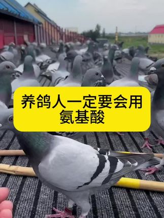 #我要上热门 养鸽人的心头好氨基酸#养鸽人的快乐 #鸽子信鸽 #赛鸽运动 #养鸽子