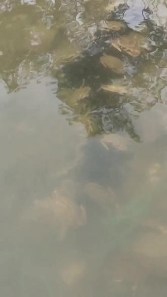 养殖不易 酵母硒助力定能高产
#青蟹养殖技术#梭子蟹养殖#大闸蟹养殖#暂养蟹#兰花蟹养殖@抖加🔥上热门🔥dou+🔥热点宝 @DOU+小热门🔥粉丝千千万🔥 @DOU+上热门