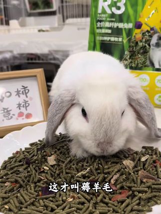 新手养兔子不会选兔粮?那你就看看布卡星家的R3高纤维兔粮吧#超便宜超划算 #兔粮 #布卡星 #新手养兔 #宠物兔