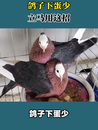 鸽子下蛋少立马用这招#赛鸽#信鸽#鸽子养殖技术#养鸽人