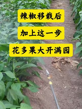 辣椒花多果多的配方。#农业种植 #促花保果 #辣椒高产