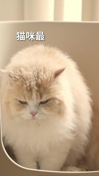 猫咪最常见的泌尿问题,可能就是猫粮造成的 #naisi奶思 #奶思猫粮 #奶思风干粮 #猫粮推荐 #猫咪健康