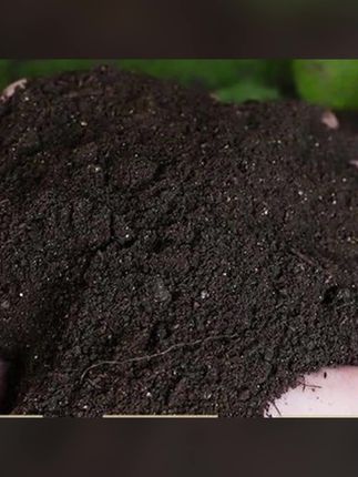 正宗营养土优质种菜通用型有机土绿植盆栽种植土壤#种植土#营养土 #种花 #种菜 #营养土推荐