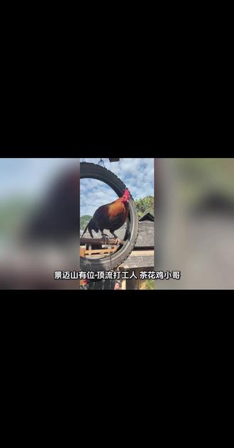 云南新网红景迈山茶花鸡小哥#云南文旅#版纳茶花鸡 #景迈山 #云花谷##每天跟我涨知识